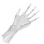 Ultimate Human Hand Muscles Anatomy