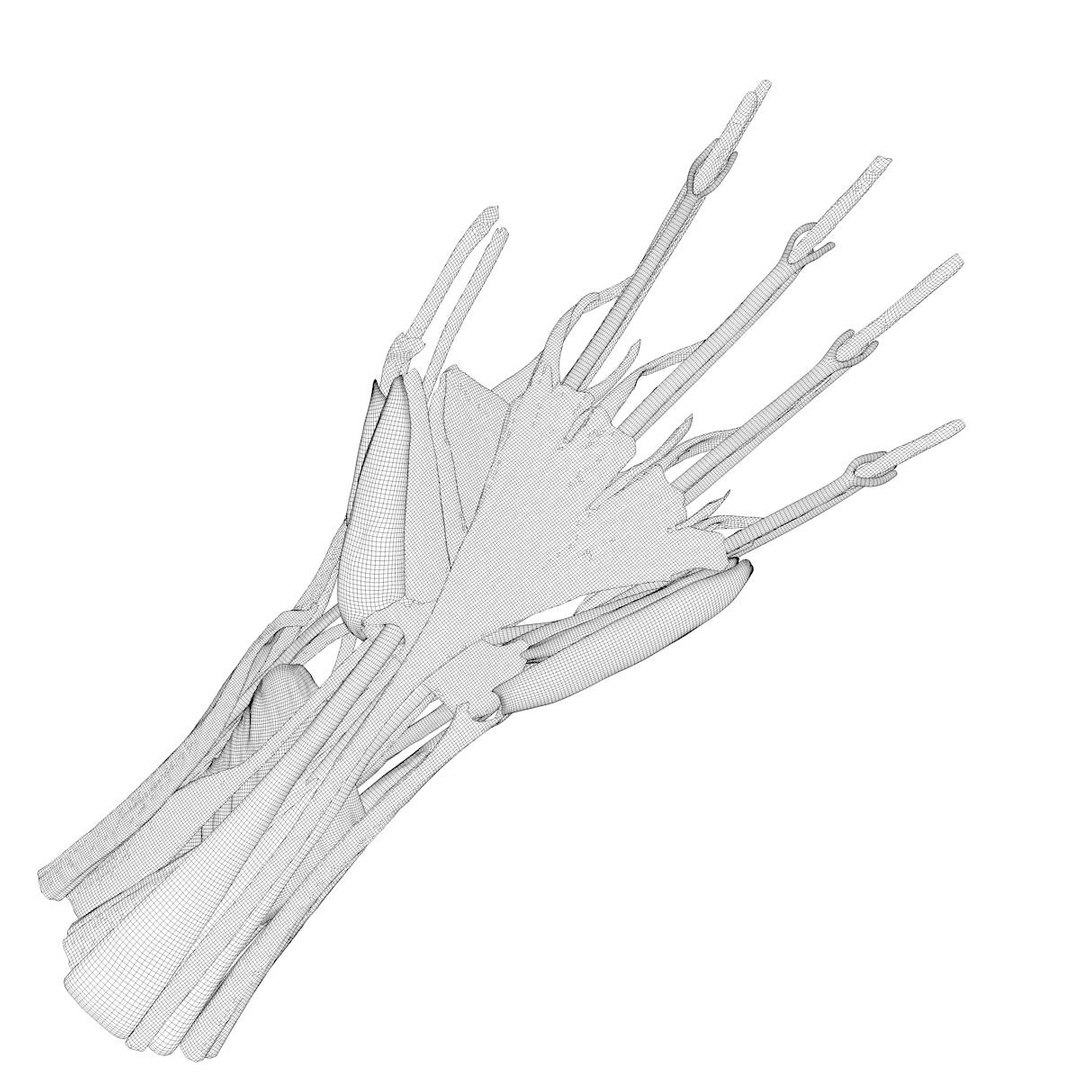 human hand muscles c4d https://p.turbosquid.com/ts-thumb/gu/VmJ0kV/AxWfWhLo/handturn08/jpg/1407173721/1920x1080/turn_fit_q99/2c838c9011459f6875a9968b23a803eabaa6a4d8/handturn08-1.jpg