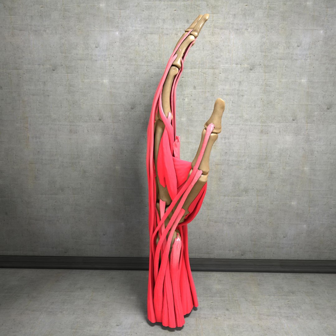 human hand muscles c4d https://p.turbosquid.com/ts-thumb/gu/VmJ0kV/GvjStN6U/handturn010021/jpg/1407173635/1920x1080/fit_q87/86a0b7018097d2435d781f2853c64d8d6db483a1/handturn010021.jpg