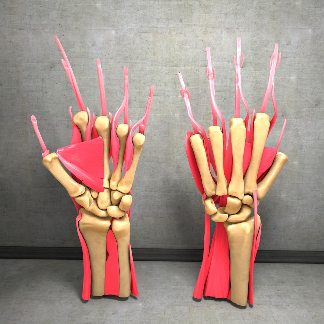 human hand muscles c4d https://p.turbosquid.com/ts-thumb/gu/VmJ0kV/HQ1CO6N9/hand034/jpg/1407244970/1920x1080/fit_q87/d39d14ed8ed27b059f475886113ff98aa9fd2aae/hand034.jpg