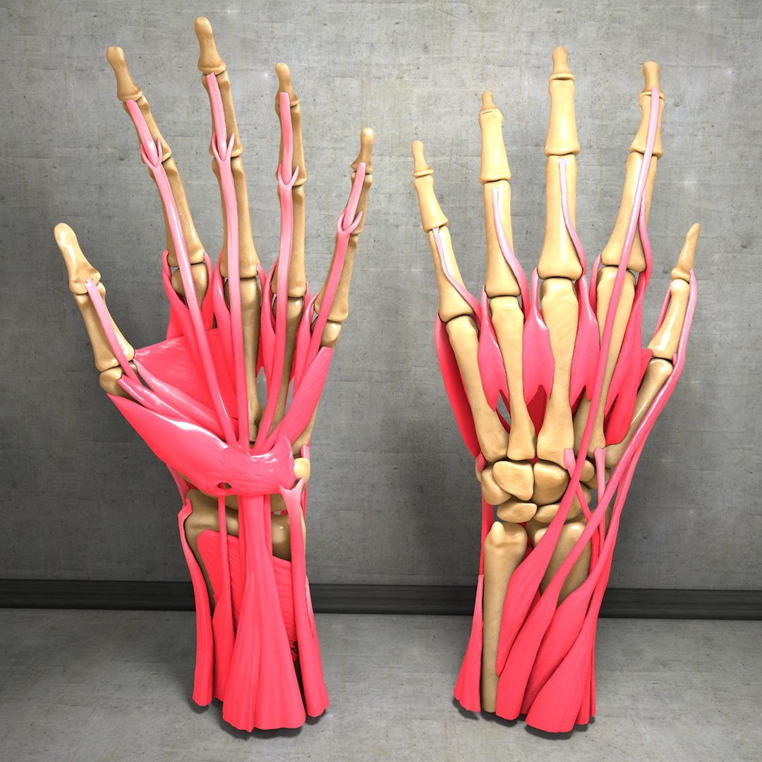 human hand muscles c4d https://p.turbosquid.com/ts-thumb/gu/VmJ0kV/Itt0kRGR/hand025/jpg/1407244968/1920x1080/fit_q87/3c23663b8b4636b97fe8834e1eb983670970683d/hand025.jpg