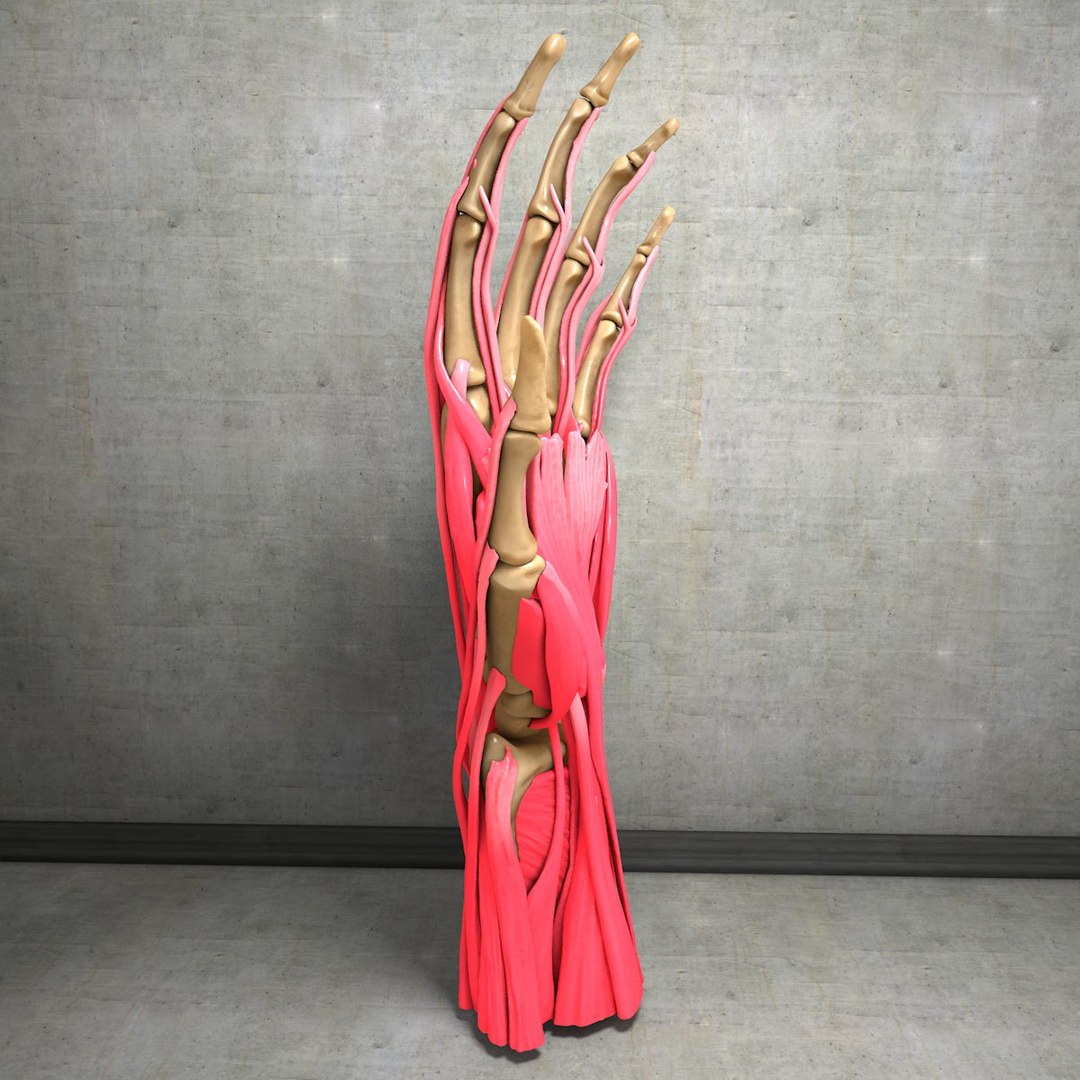 human hand muscles c4d https://p.turbosquid.com/ts-thumb/gu/VmJ0kV/L6rxaSmk/handturn010014/jpg/1407173635/1920x1080/fit_q87/9961daea920d35d0adc9b3eca4e7332eb1abe8b3/handturn010014.jpg