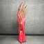 Ultimate Human Hand Muscles Anatomy