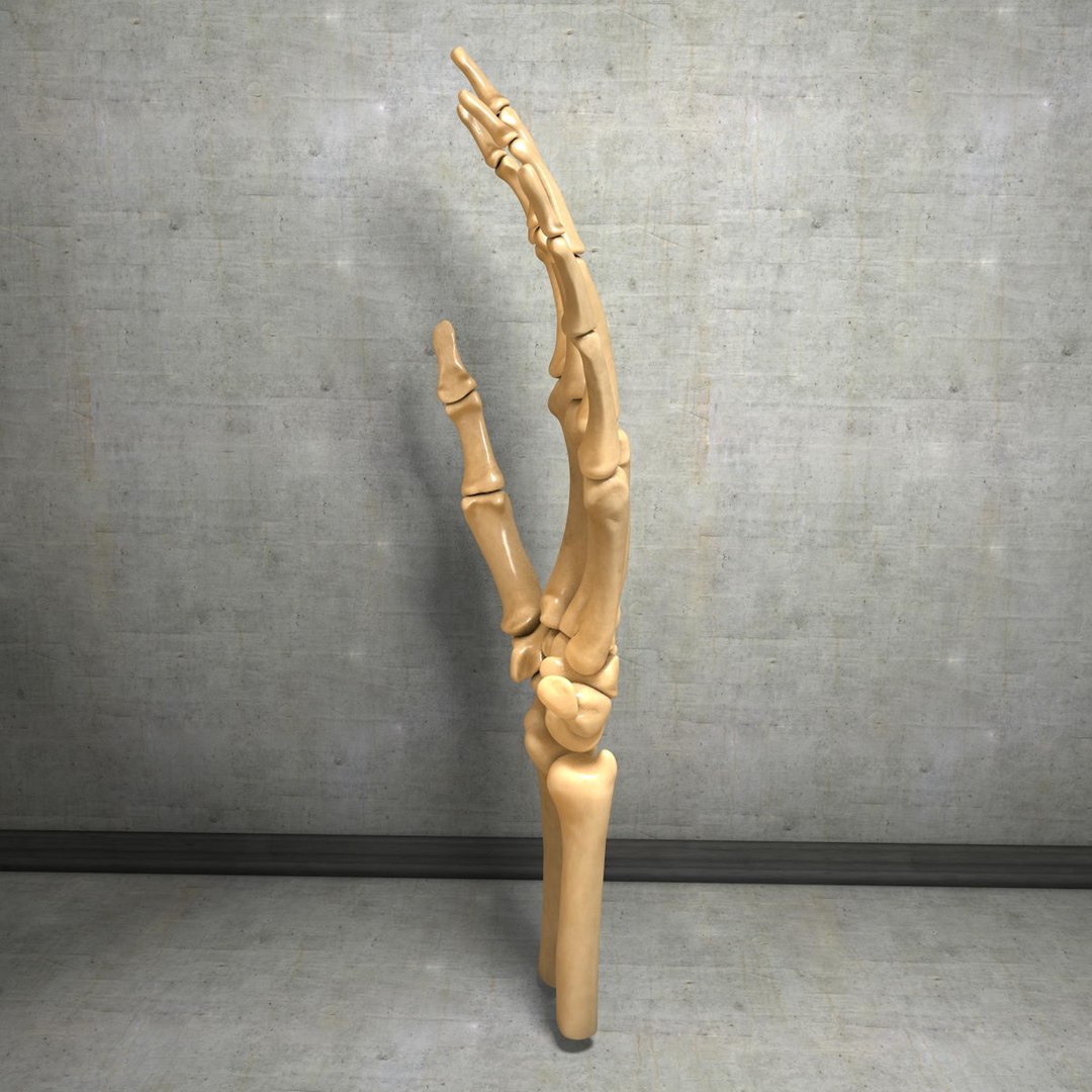 human hand muscles c4d https://p.turbosquid.com/ts-thumb/gu/VmJ0kV/MbiJWqh4/handturn020056/jpg/1407173637/1920x1080/fit_q87/ed989fda92cbecc161ca5ba5627992d70873afbd/handturn020056.jpg