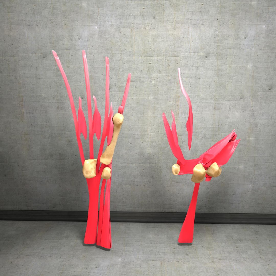 human hand muscles c4d https://p.turbosquid.com/ts-thumb/gu/VmJ0kV/NcOji5sO/hand040/jpg/1407244970/1920x1080/fit_q87/55b763699644cc88a1cf3e5e5e306712d2c8bb9e/hand040.jpg