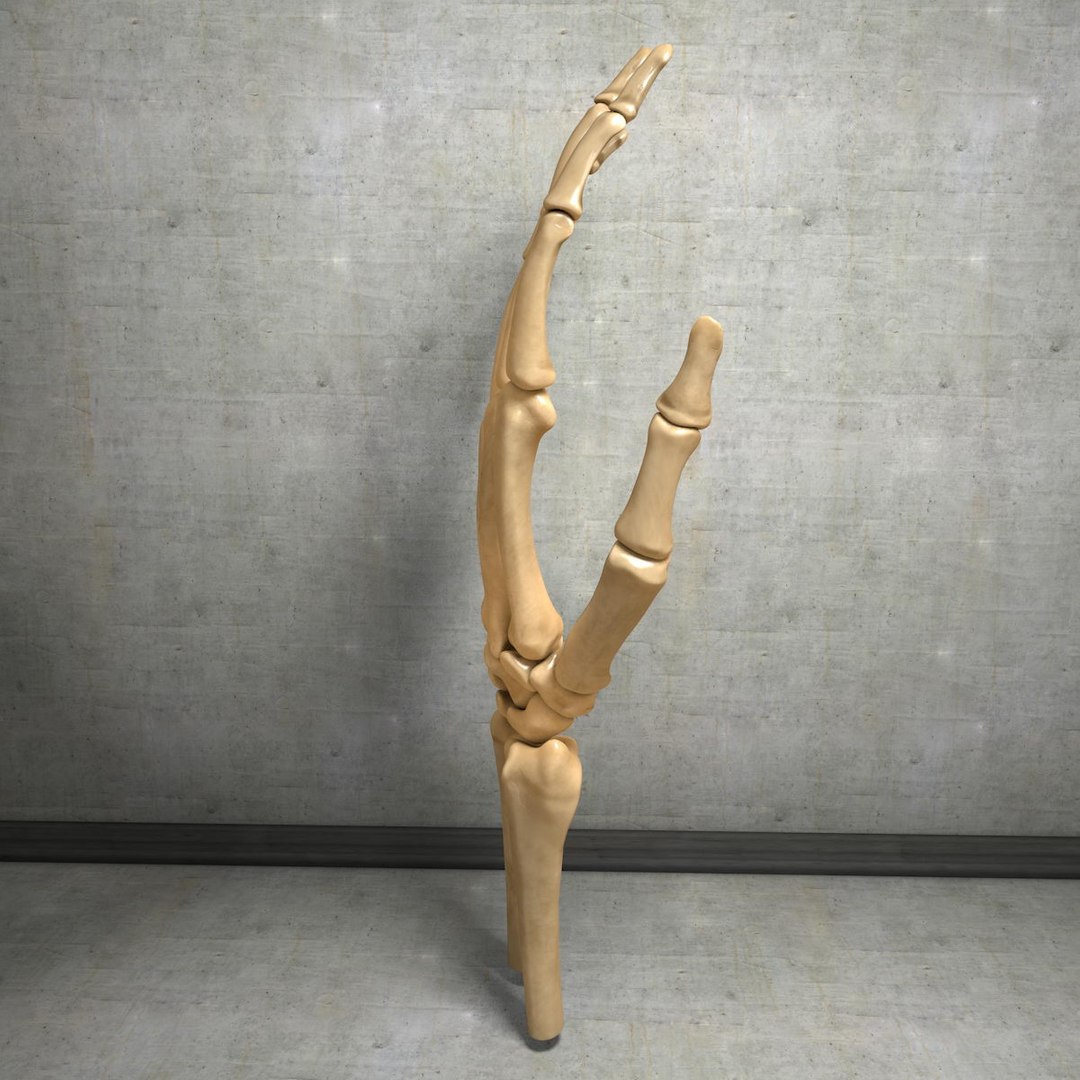 human hand muscles c4d https://p.turbosquid.com/ts-thumb/gu/VmJ0kV/Ob2DnGSk/handturn020021/jpg/1407173636/1920x1080/fit_q87/8fbbeebdab06252d343b094c7a03469cbab058a0/handturn020021.jpg