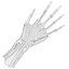 Ultimate Human Hand Muscles Anatomy