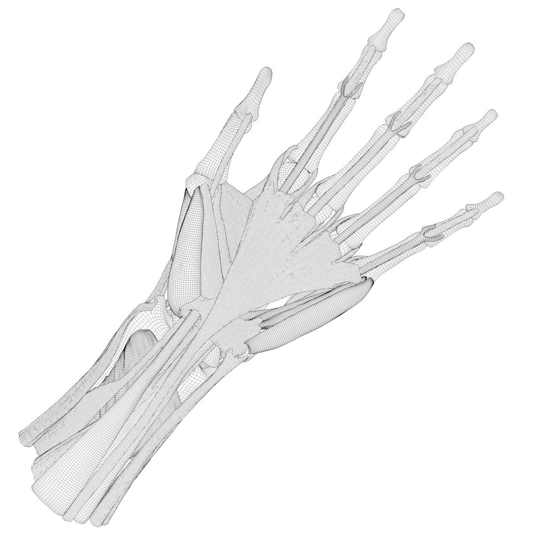 human hand muscles c4d https://p.turbosquid.com/ts-thumb/gu/VmJ0kV/Ohlcp56F/handturn07/jpg/1407173737/1920x1080/turn_fit_q99/e9aa5b69abca03d13e7e94fe40deb5687352b3ad/handturn07-1.jpg