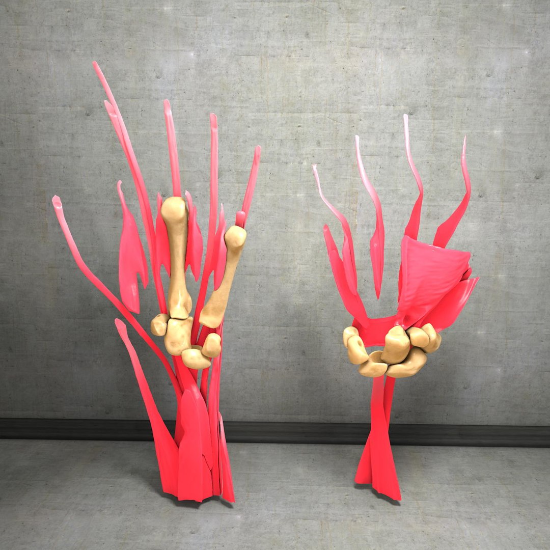 human hand muscles c4d https://p.turbosquid.com/ts-thumb/gu/VmJ0kV/SAE7l8qB/hand038/jpg/1407244970/1920x1080/fit_q87/a91aa00031134fe2d25639a51ae0c3bdfecf471e/hand038.jpg