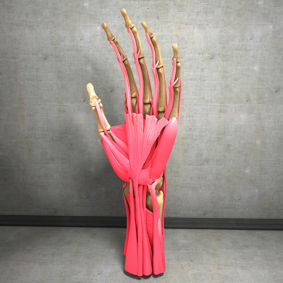 human hand muscles c4d https://p.turbosquid.com/ts-thumb/gu/VmJ0kV/TASlOzrn/handturn010063/jpg/1407173636/1920x1080/fit_q87/22f48d14094bea39398664f3cb9a71856888e01a/handturn010063.jpg