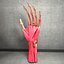 Ultimate Human Hand Muscles Anatomy
