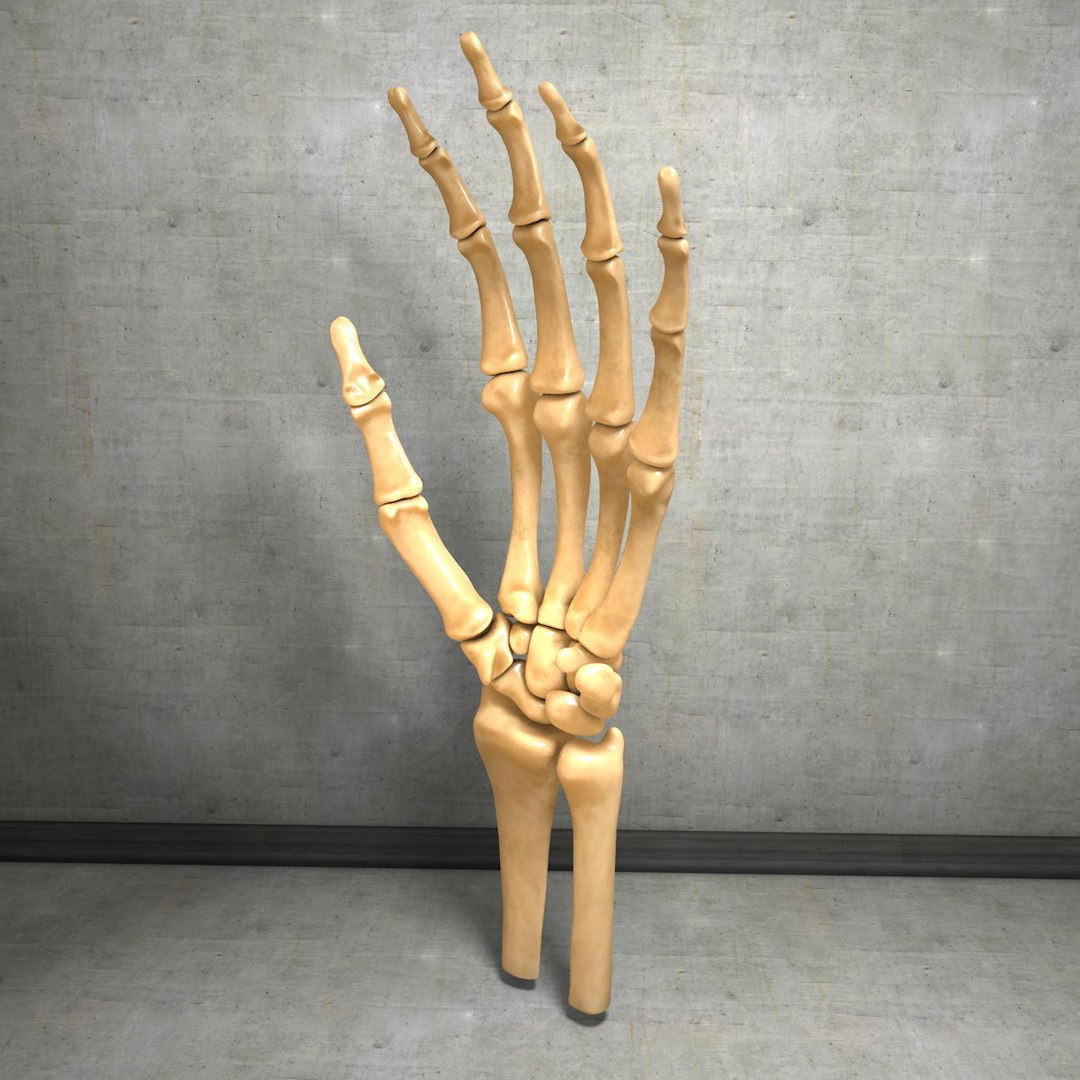 human hand muscles c4d https://p.turbosquid.com/ts-thumb/gu/VmJ0kV/TqY1bASx/handturn020063/jpg/1407173637/1920x1080/fit_q87/54dba725a5699fb2716525cd84217d58b1ce7a25/handturn020063.jpg