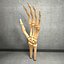 Ultimate Human Hand Muscles Anatomy