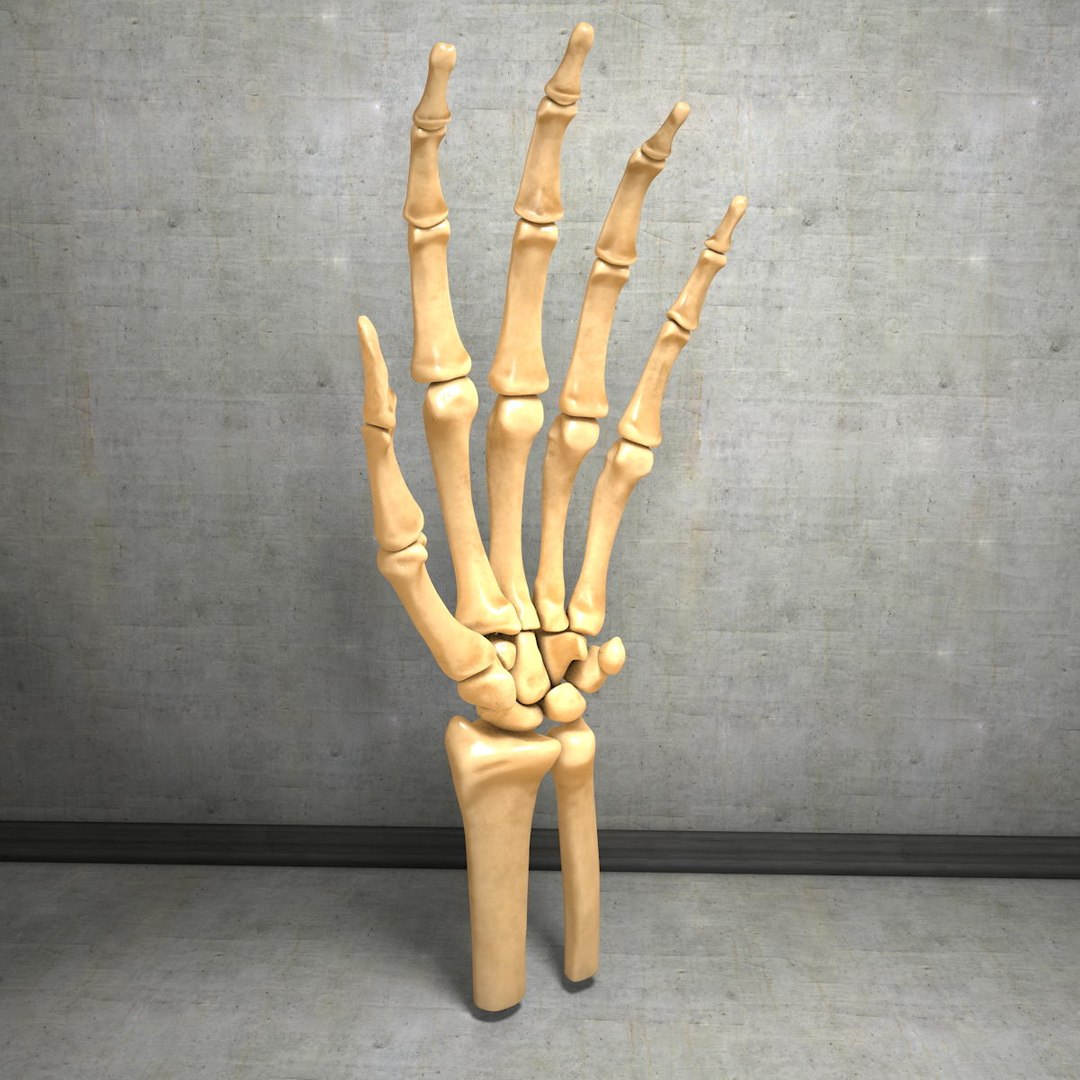 human hand muscles c4d https://p.turbosquid.com/ts-thumb/gu/VmJ0kV/YHjwTj4r/handturn020007/jpg/1407173636/1920x1080/fit_q87/16462daf28306ed2379f6301af87900ddf33d003/handturn020007.jpg