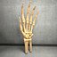 Ultimate Human Hand Muscles Anatomy
