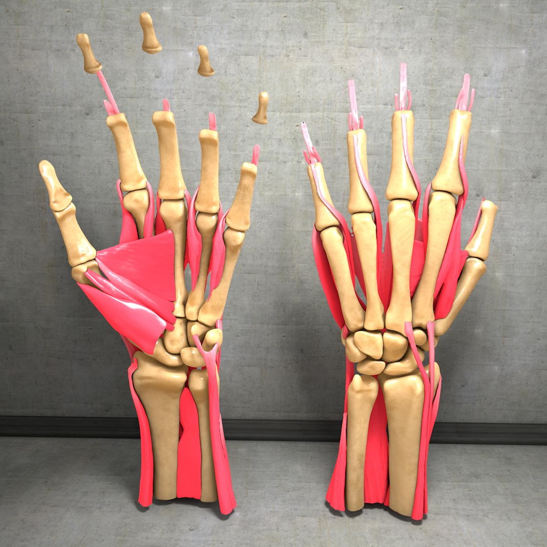 human hand muscles c4d https://p.turbosquid.com/ts-thumb/gu/VmJ0kV/a3eVEHgS/hand031/jpg/1407244969/1920x1080/fit_q87/d921e7f6c45025c4ec61010c07a5dcec59d38006/hand031.jpg