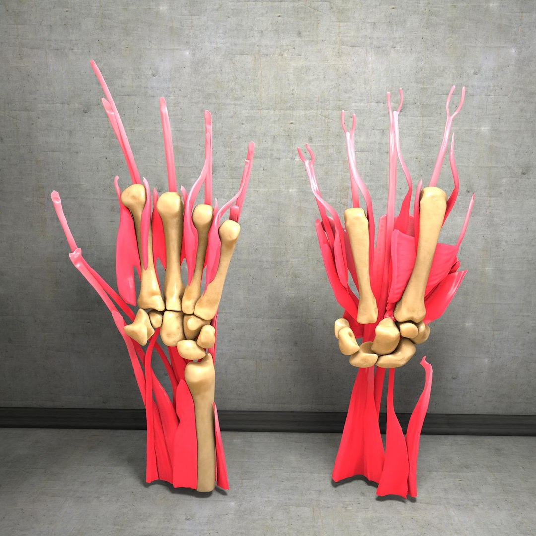 human hand muscles c4d https://p.turbosquid.com/ts-thumb/gu/VmJ0kV/aM9xbDEi/hand036/jpg/1407244970/1920x1080/fit_q87/e28523945e099b05a2182f0bf61be41fd4ef0ed3/hand036.jpg