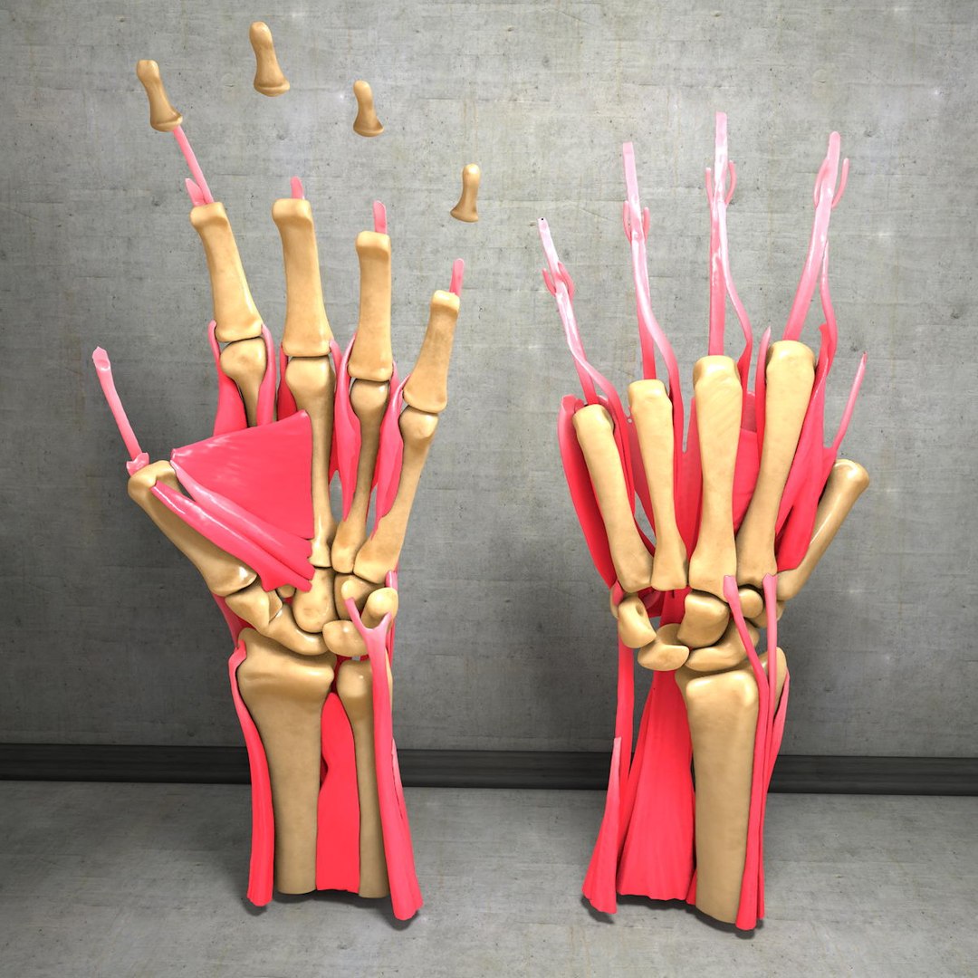 human hand muscles c4d https://p.turbosquid.com/ts-thumb/gu/VmJ0kV/bYesDsj2/hand033/jpg/1407244969/1920x1080/fit_q87/77ce0ea6e0d820f4bf7266c3c4697a72493429b7/hand033.jpg