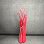 Ultimate Human Hand Muscles Anatomy