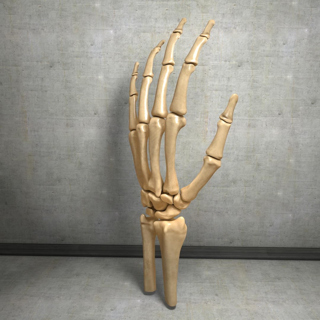 human hand muscles c4d https://p.turbosquid.com/ts-thumb/gu/VmJ0kV/dtB8m6qy/handturn020028/jpg/1407173636/1920x1080/fit_q87/8a8fda7cdbe1b8137e256e8ba294bf1185140f35/handturn020028.jpg
