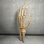 Ultimate Human Hand Muscles Anatomy