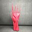 Ultimate Human Hand Muscles Anatomy