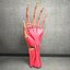 Ultimate Human Hand Muscles Anatomy