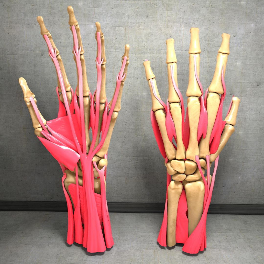 human hand muscles c4d https://p.turbosquid.com/ts-thumb/gu/VmJ0kV/g1gqHmzQ/hand028/jpg/1407244969/1920x1080/fit_q87/3280601615ee816379dc37e93d81db9c3a2a6ec9/hand028.jpg