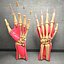 Ultimate Human Hand Muscles Anatomy
