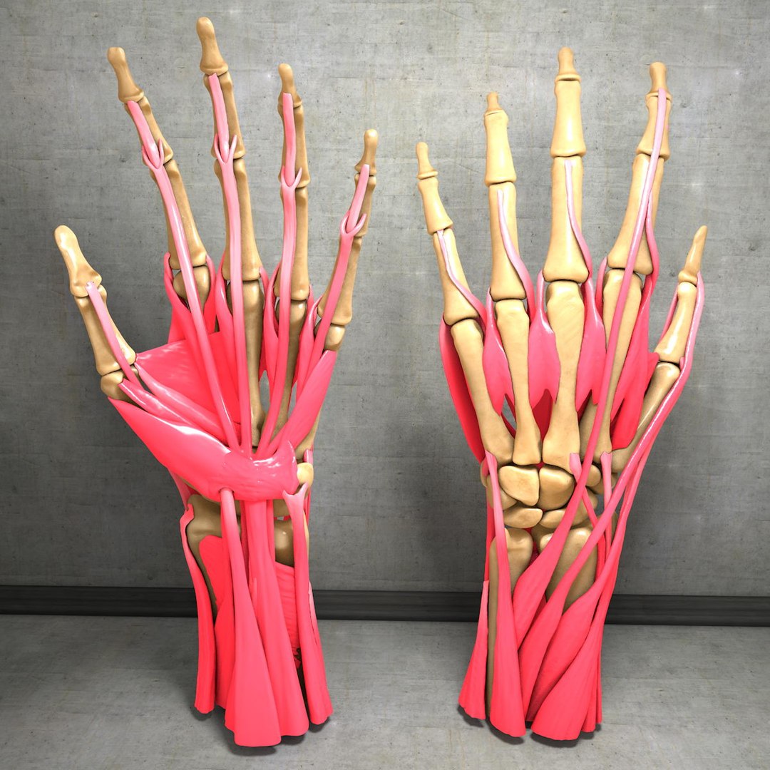 human hand muscles c4d https://p.turbosquid.com/ts-thumb/gu/VmJ0kV/gYNc17FC/hand024/jpg/1407244968/1920x1080/fit_q87/d36dca7999b3405acac5702686a7b58a756de82a/hand024.jpg