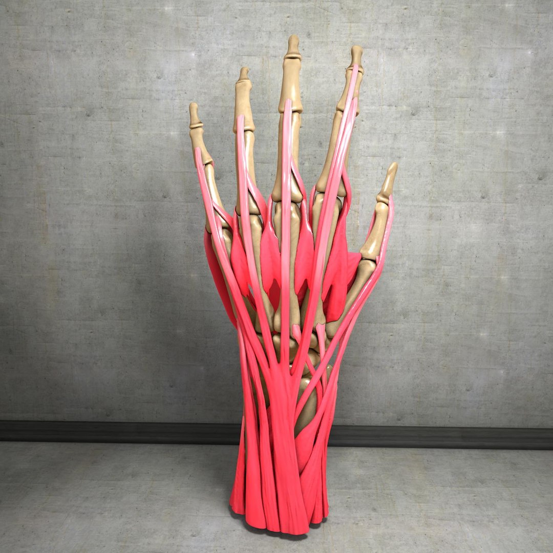 human hand muscles c4d https://p.turbosquid.com/ts-thumb/gu/VmJ0kV/iijAqLz0/handturn010035/jpg/1407173635/1920x1080/fit_q87/0d190d27c1c9265dc081013047081955267fe50f/handturn010035.jpg