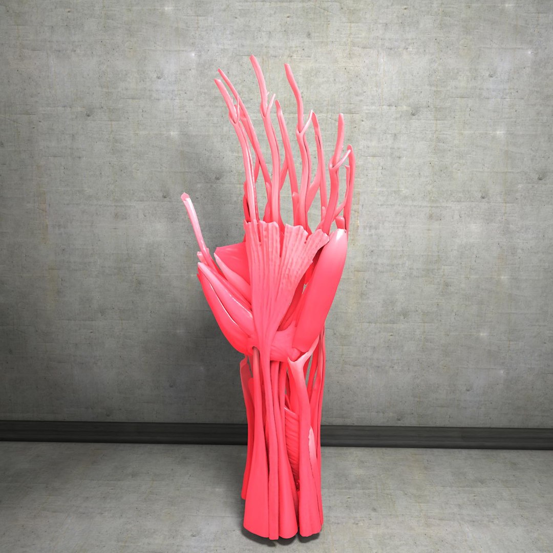 human hand muscles c4d https://p.turbosquid.com/ts-thumb/gu/VmJ0kV/jjMB5alz/handturn030063/jpg/1407173639/1920x1080/fit_q87/8871feac6e3a18963d9038e523550251cada49ef/handturn030063.jpg