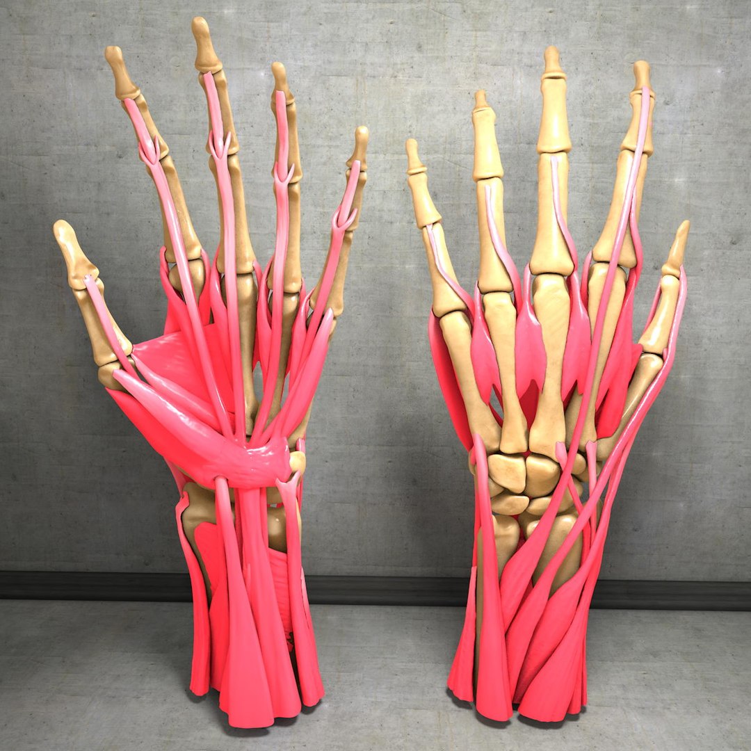 human hand muscles c4d https://p.turbosquid.com/ts-thumb/gu/VmJ0kV/kUUYqolw/hand023/jpg/1407244968/1920x1080/fit_q87/d3b91a6d6a57319fcd092eaf562dba3974381eaa/hand023.jpg