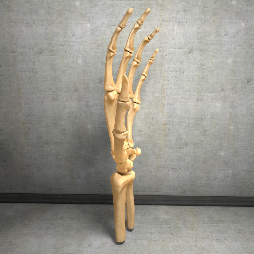 human hand muscles c4d https://p.turbosquid.com/ts-thumb/gu/VmJ0kV/nR1PyMVz/handturn020014/jpg/1407173636/1920x1080/fit_q87/5fb274700456e0c99b30d8cdf3e5b75bc7fc798d/handturn020014.jpg