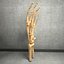 Ultimate Human Hand Muscles Anatomy