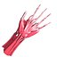 Ultimate Human Hand Muscles Anatomy