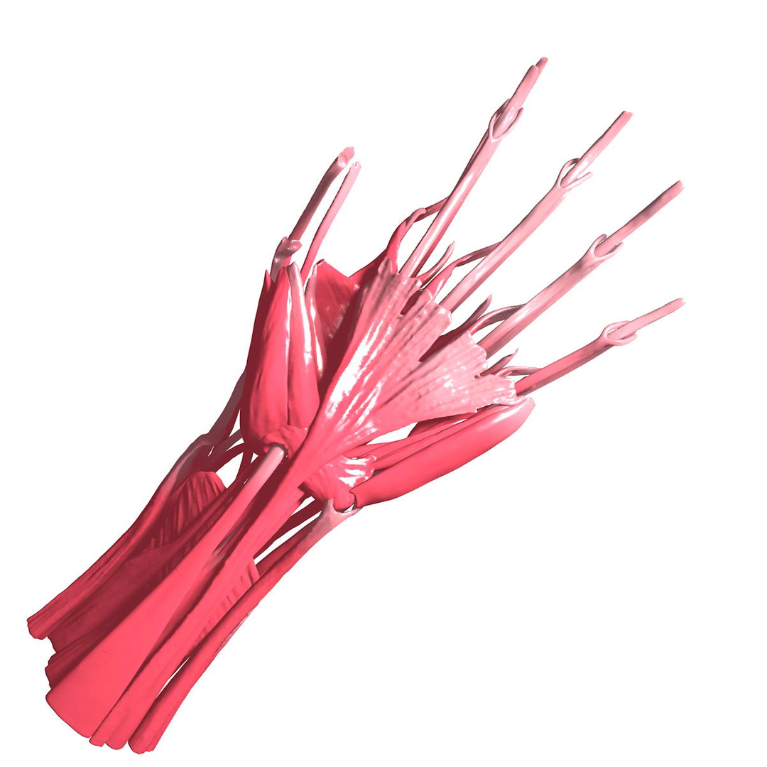 human hand muscles c4d https://p.turbosquid.com/ts-thumb/gu/VmJ0kV/rSnUyUfd/handturn06/jpg/1407173716/1920x1080/turn_fit_q99/7d93eee48f53fba2ed61471927eac6db4f43424b/handturn06-1.jpg