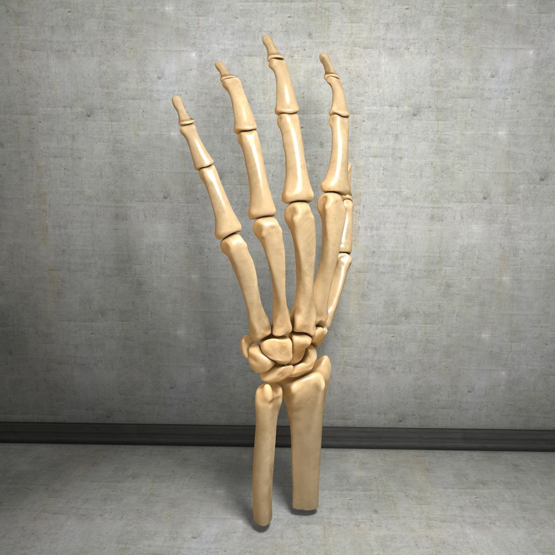 human hand muscles c4d https://p.turbosquid.com/ts-thumb/gu/VmJ0kV/sOC4ghRT/handturn020042/jpg/1407173637/1920x1080/fit_q87/9750b063c98ac98977e816ca8d6100706cf80afb/handturn020042.jpg