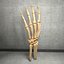 Ultimate Human Hand Muscles Anatomy