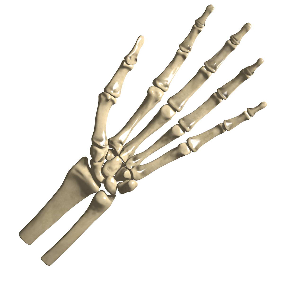 human hand muscles c4d https://p.turbosquid.com/ts-thumb/gu/VmJ0kV/tOt3ICzN/handturn05/jpg/1407173699/1920x1080/turn_fit_q99/69bc89192f8ce446b08ade9bb91e058875e61f99/handturn05-1.jpg