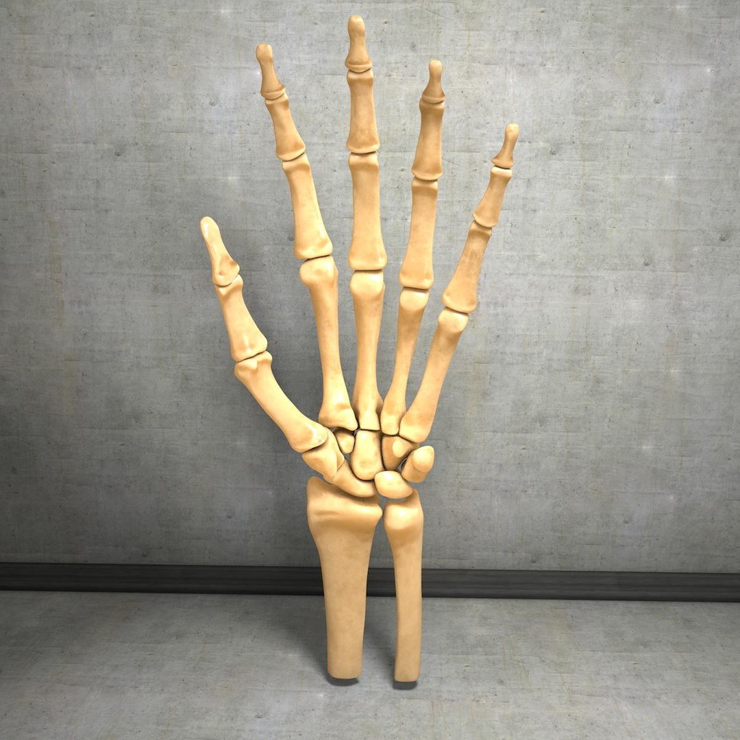 human hand muscles c4d https://p.turbosquid.com/ts-thumb/gu/VmJ0kV/vS4ZkKDq/handturn020000/jpg/1407173636/1920x1080/fit_q87/878f5ad6806a1732b3f330978a2fc63412f0bf0e/handturn020000.jpg