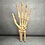 Ultimate Human Hand Muscles Anatomy