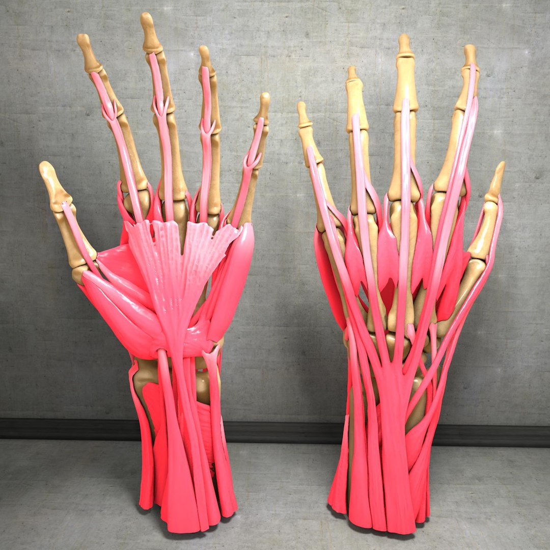 human hand muscles c4d https://p.turbosquid.com/ts-thumb/gu/VmJ0kV/wDk3IrAd/hand021/jpg/1407244968/1920x1080/fit_q87/ecc71fda33bab0b0ba3eae0d545a4f4fd760ce4c/hand021.jpg