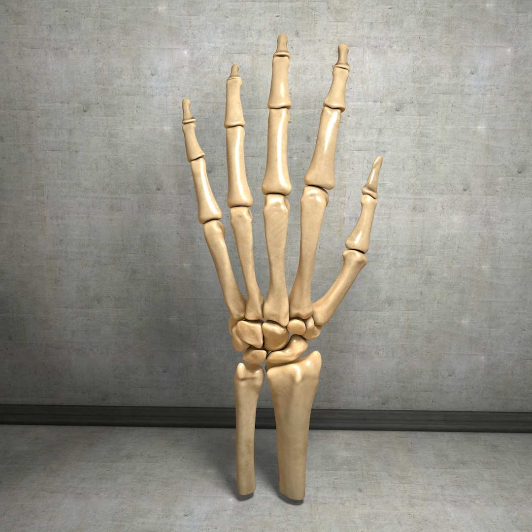 human hand muscles c4d https://p.turbosquid.com/ts-thumb/gu/VmJ0kV/xEKzvWvM/handturn020035/jpg/1407173636/1920x1080/fit_q87/f10b561f81b9cf2a68a0c46ca33c2b7932983903/handturn020035.jpg