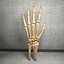 Ultimate Human Hand Muscles Anatomy