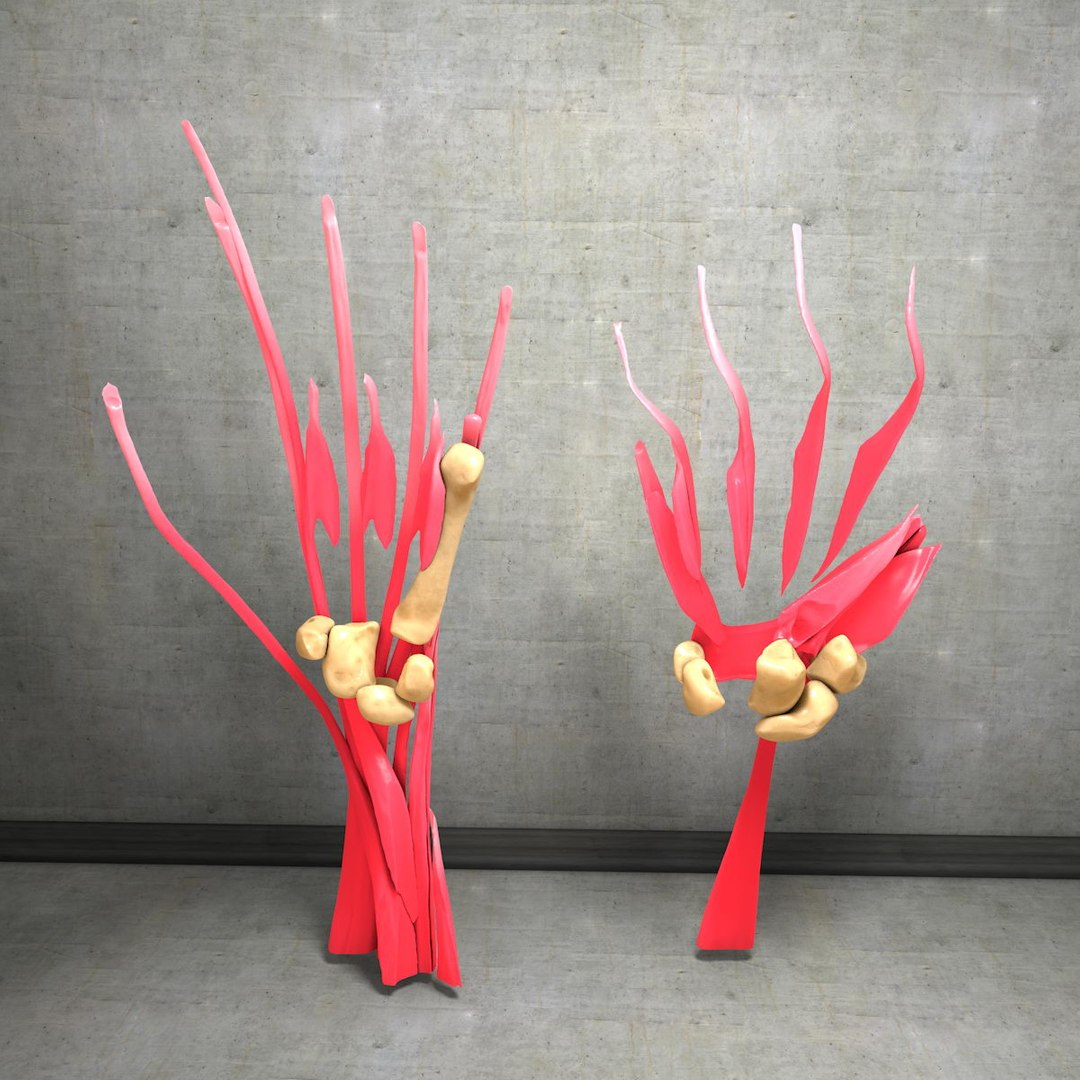 human hand muscles c4d https://p.turbosquid.com/ts-thumb/gu/VmJ0kV/xYoKw2V1/hand039/jpg/1407244970/1920x1080/fit_q87/6a05ae9f61644f41b516ac32fde82bc59daa9f29/hand039.jpg