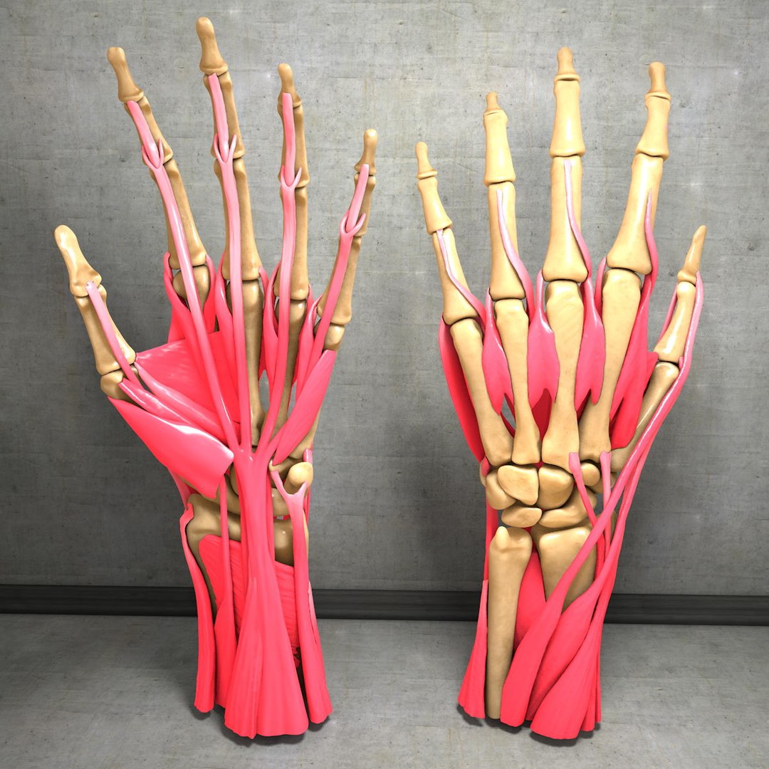 human hand muscles c4d https://p.turbosquid.com/ts-thumb/gu/VmJ0kV/yUQmIaXY/hand027/jpg/1407244969/1920x1080/fit_q87/a39d7323bcec3ab04780e9ebc11996651d541e1c/hand027.jpg