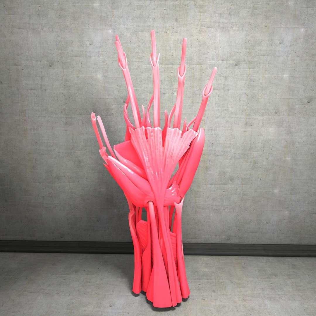 human hand muscles c4d https://p.turbosquid.com/ts-thumb/gu/VmJ0kV/yllkpiyh/handturn030000/jpg/1407173638/1920x1080/fit_q87/4214ed52135b3c3cf7f41b5f05ee04a4eaa1abb5/handturn030000.jpg