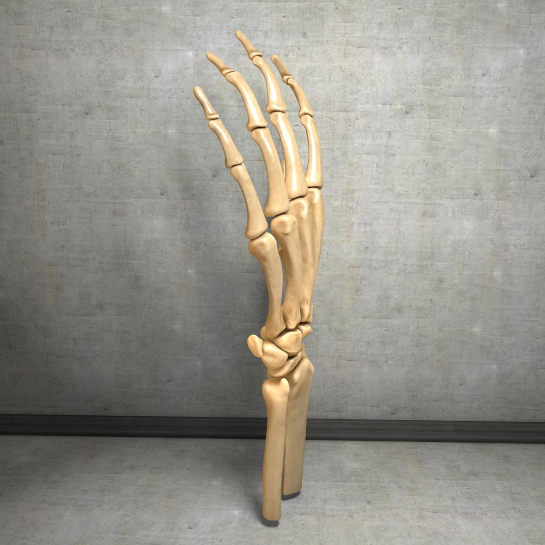 human hand muscles c4d https://p.turbosquid.com/ts-thumb/gu/VmJ0kV/z9rXJmut/handturn020049/jpg/1407173637/1920x1080/fit_q87/ec5535344d06c18209e7b1b0a32779335e43fefa/handturn020049.jpg