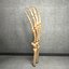 Ultimate Human Hand Muscles Anatomy